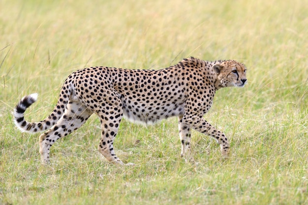 Dziki gepard afrykański, piękny ssak zwierzęcy. Afryka, Kenia
