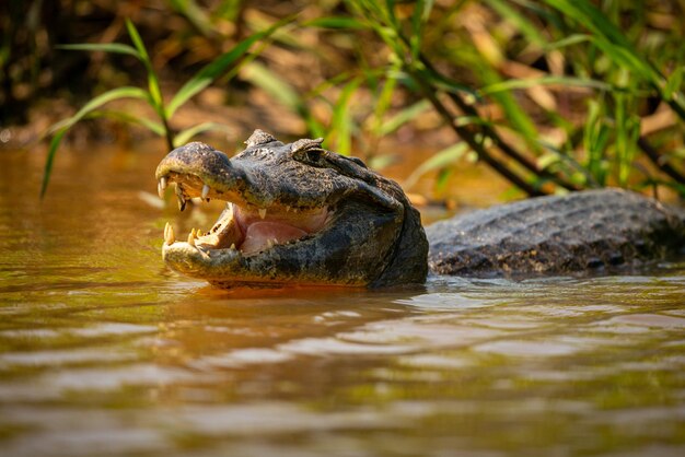 Dziki kajman z rybą w ustach w naturalnym środowisku Dzika brazylijska dzika przyroda pantanal zielona dżungla południowoamerykańska przyroda i dzika niebezpieczna