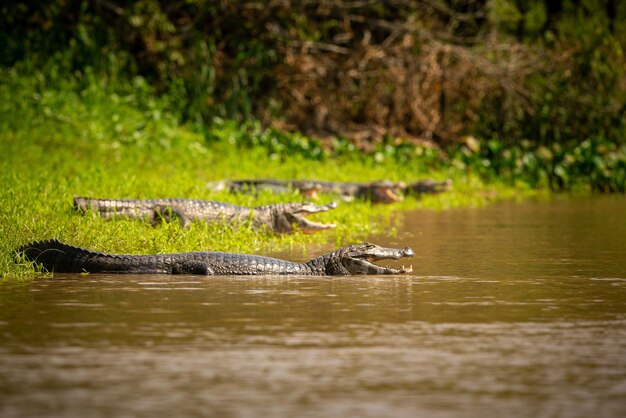 Dziki kajman z rybą w ustach w naturalnym środowisku Dzika brazylijska dzika przyroda pantanal zielona dżungla południowoamerykańska przyroda i dzika niebezpieczna