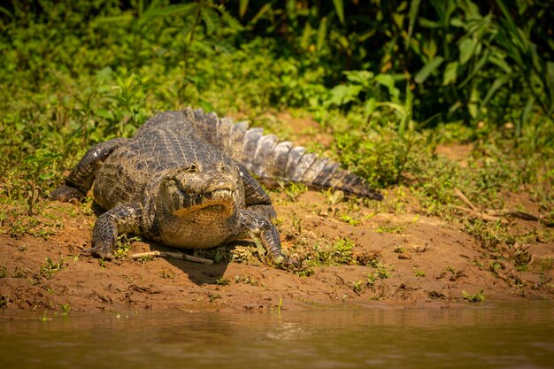 Dziki kajman z rybą w ustach w naturalnym środowisku Dzika brazylijska dzika przyroda pantanal zielona dżungla południowoamerykańska przyroda i dzika niebezpieczna