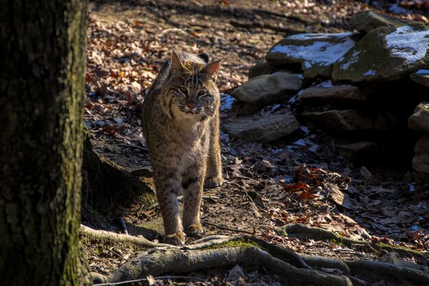 Dziki kot stojący w pobliżu drzewa, patrząc w kamerę