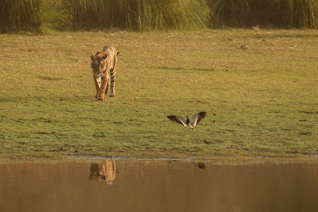 Dziki królewski tygrys bengalski w naturalnym środowisku Parku Narodowego Ranthambhore