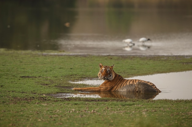 Dziki królewski tygrys bengalski w naturalnym środowisku Parku Narodowego Ranthambhore