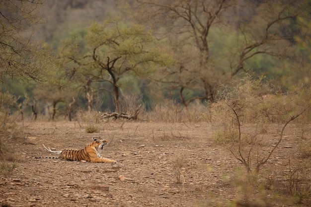 Dziki Królewski Tygrys Bengalski W Naturalnym środowisku Parku Narodowego Ranthambhore