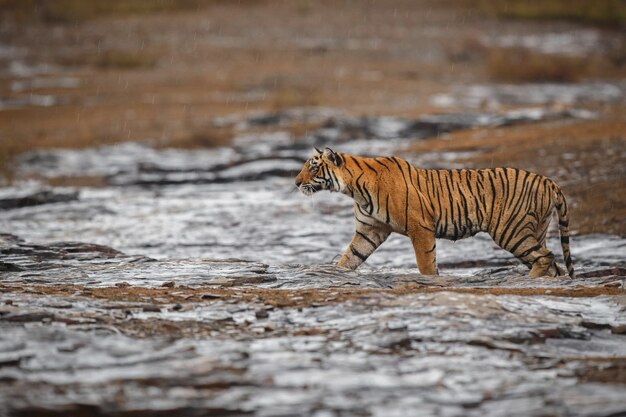 Dziki królewski tygrys bengalski w naturalnym środowisku Parku Narodowego Ranthambhore