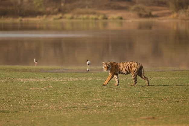 Dziki królewski tygrys bengalski w naturalnym środowisku Parku Narodowego Ranthambhore