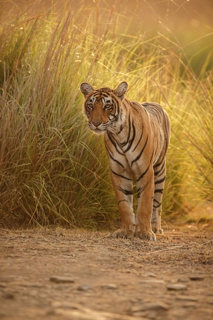 Bezpłatne zdjęcie dziki królewski tygrys bengalski w naturalnym środowisku parku narodowego ranthambhore