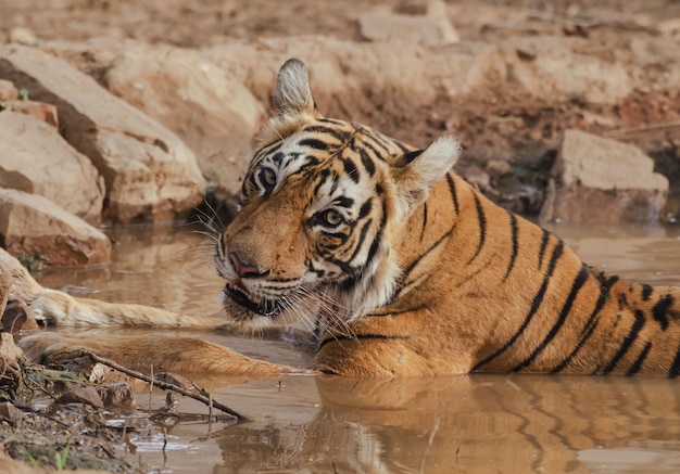 dziki tygrys leżący w błotnistej wodzie, patrząc w kamerę w ciągu dnia