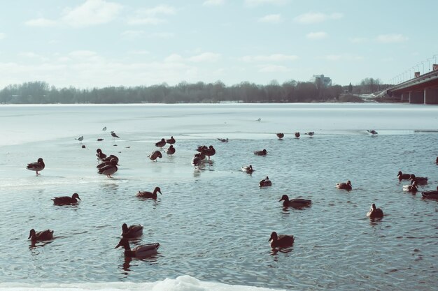 Dzikie kaczki pływanie na rzece daugava w zimie w rydze, łotwa, europa wschodnia.