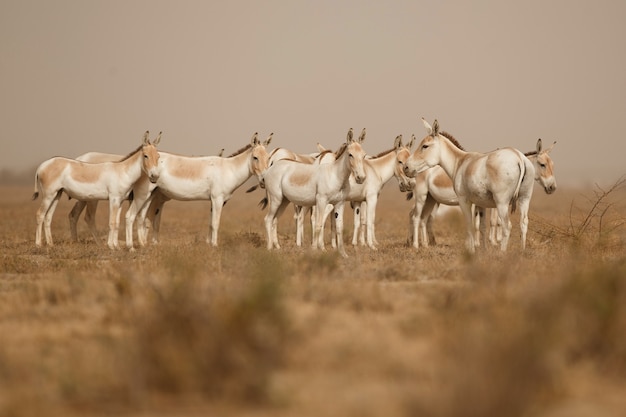 Bezpłatne zdjęcie dzikie osły na pustyni