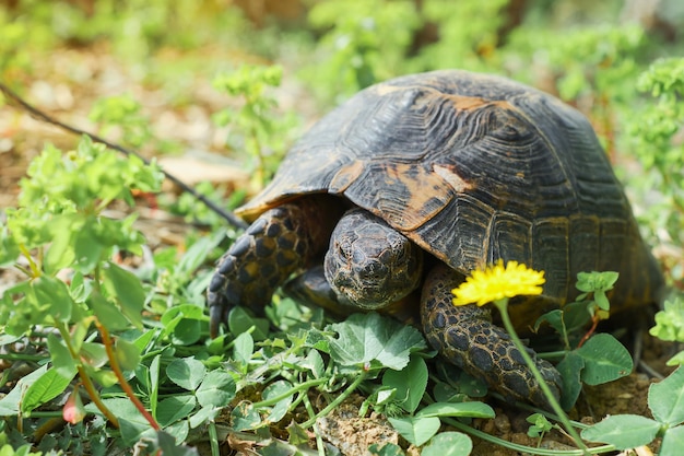 Bezpłatne zdjęcie dzikie zwierzęta w środowisku naturalnym żółw na trawniku obok kwitnącego mniszka lekarskiego patrzy na sprężynę kamery na wybrzeżu morza egejskiego