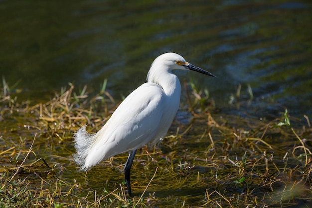 Bezpłatne zdjęcie egret