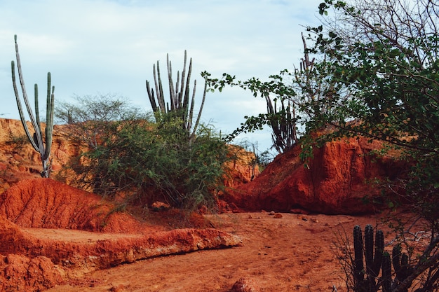 Egzotyczne dzikie rośliny rosnące wśród piaszczystych czerwonych skał na pustyni Tatacoa w Kolumbii