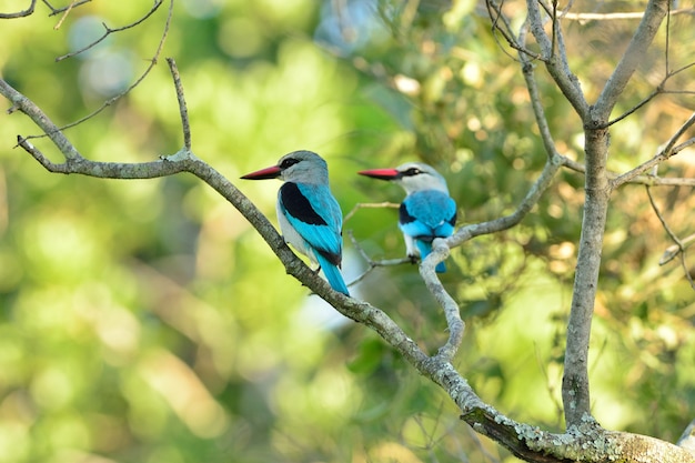 Egzotyczne niebieskie ptaki siedzące na gałęzi drzewa schwytanego w afrykańskiej dżungli