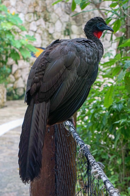 Egzotyczny czarny ptak spokojnie stojący na płocie