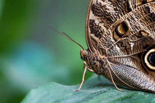 Ekstremalne bliska szczegółowe brązowy motyl