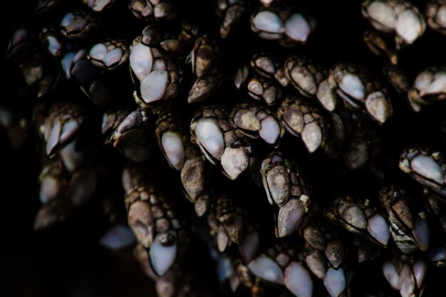 Ekstremalne zbliżenie makro fotografia skalistych tekstur