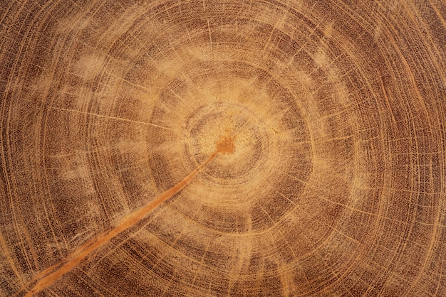 Element projektu tła tekstury drewna liściastego