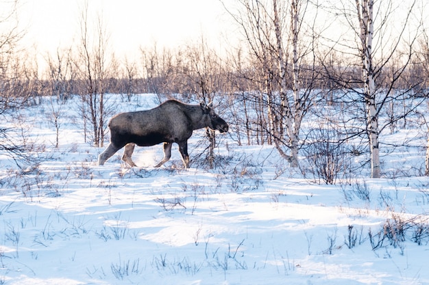Elk spacerujący po polu pokrytym śniegiem w północnej Szwecji