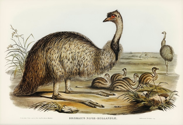Bezpłatne zdjęcie emu (dromaius novae-hollandiae) zilustrowane przez elizabeth gould