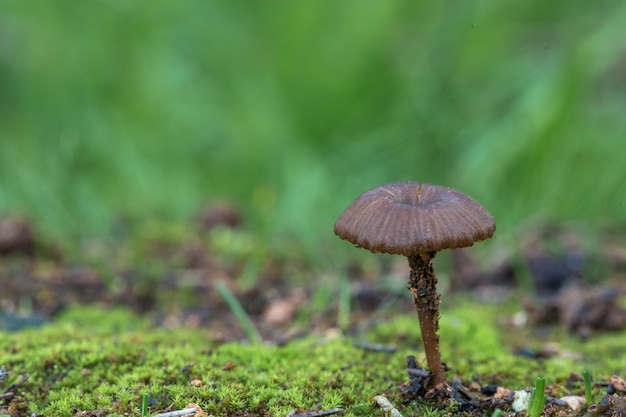 Entoloma Rusticoides, Buskett, Malta, Morze śródziemne