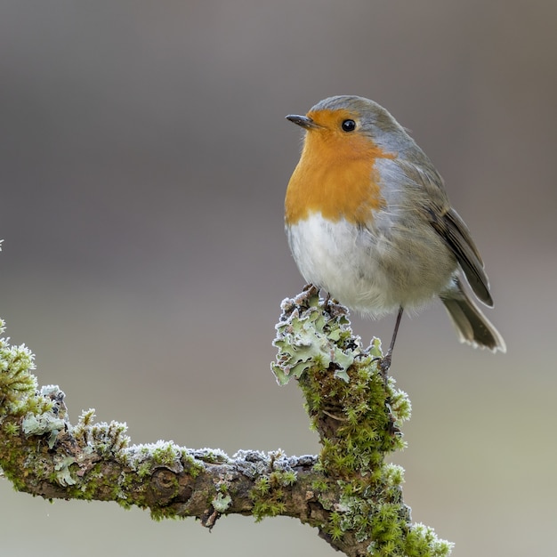 Erithacus Rubecula - Ptak Siedzący Na Omszałej Gałęzi