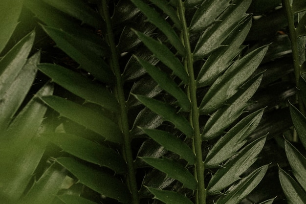 Estetyczna tapeta w tle liści, tropikalny obraz przyrody