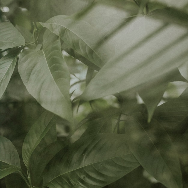 Estetyka dżungli w tle ciemnego liścia dla postu na Instagramie