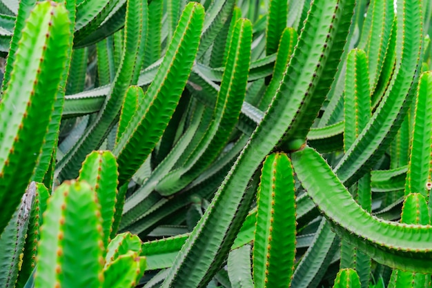 Euphorbia Canariensis - typowy kaktus na wyspie kanaryjskiej. Wibrująca zielona soczysta egzotyczna roślina. Tropikalne tło w soft focus.