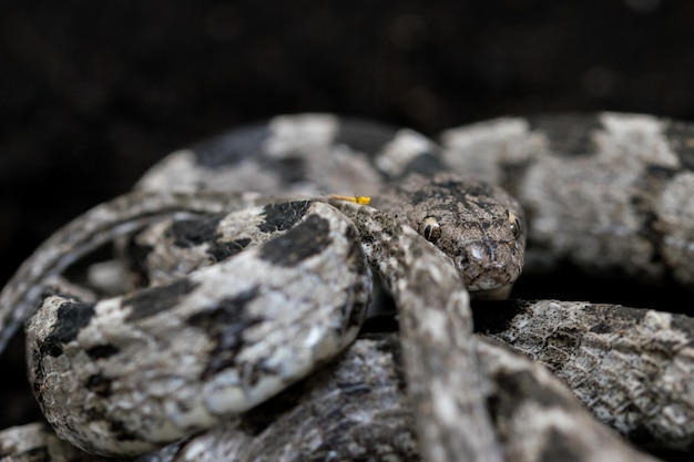 Europejski Cat Snake lub Soosan Snake, Telescopus fallax, zwinięty w kłębek i gapiący się na Maltę.