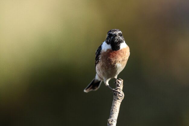 Europejski stonechat Saxicola rubicola, Malta, Morze Śródziemne