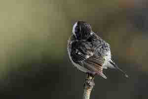 Bezpłatne zdjęcie europejski stonechat saxicola rubicola, malta, morze śródziemne