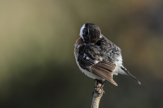 Europejski stonechat Saxicola rubicola, Malta, Morze Śródziemne