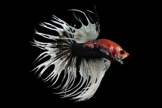 Bezpłatne zdjęcie fancy crowntail betta fish