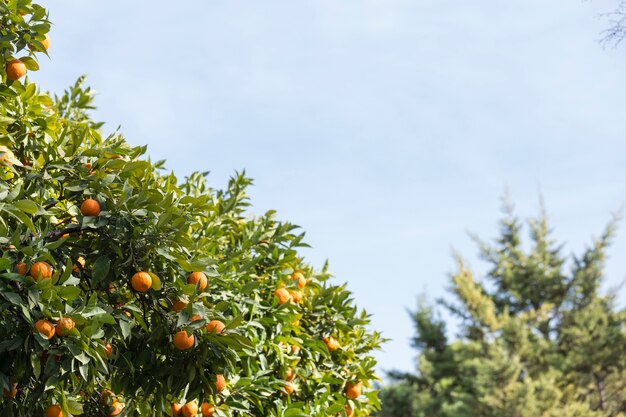 Fantastyczna scena z drzewa pomarańczowego
