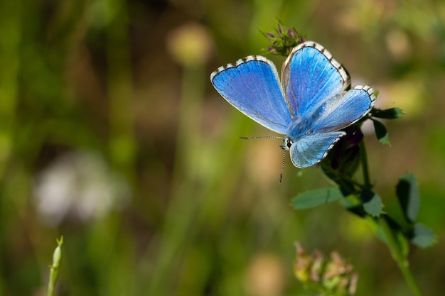 Fantastyczne zdjęcie makro pięknego motyla Adonis Blue na liściach trawy z powierzchnią natury