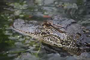 Bezpłatne zdjęcie fantastyczny zabójczy aligator z bliska i osobiście na bagnach.