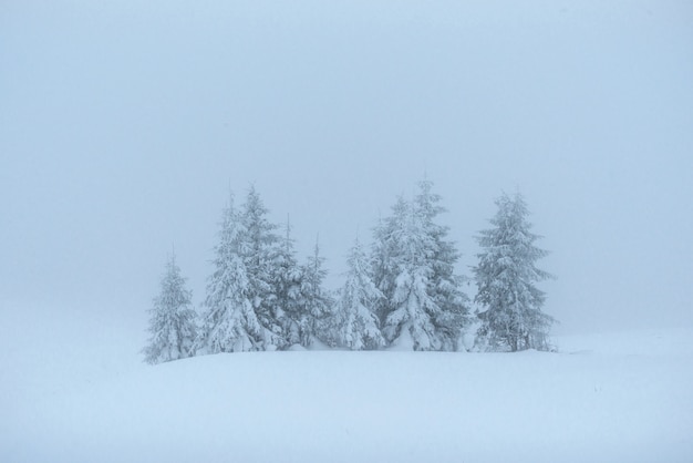 Bezpłatne zdjęcie fantastyczny zimowy krajobraz. w przeddzień wakacji. scena dramatyczna. karpackie, ukraina, europa. szczęśliwego nowego roku