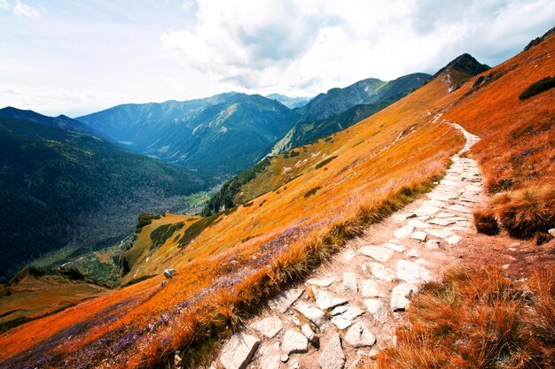 Fantazja i krajobraz przyrody colorfull. Karpaty.