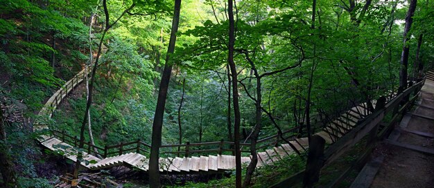 Fascynujący widok drewnianych schodów w pięknym lesie z bujną przyrodą