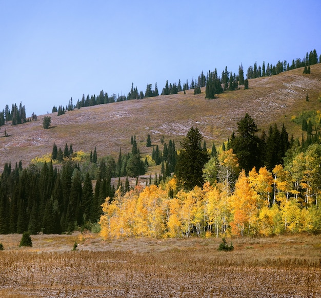 Fascynujący widok na kolorowe drzewa w pobliżu wzgórz jesienią
