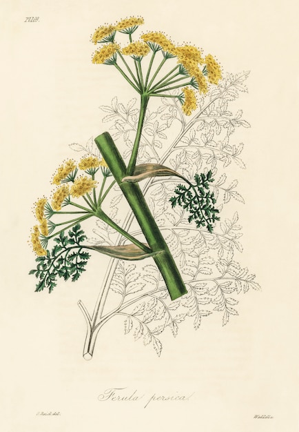 Ferula persica illustration from Medical Botany (1836)
