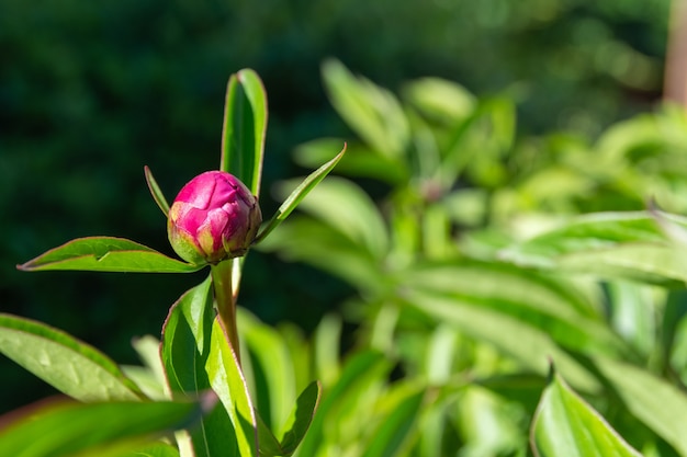 Bezpłatne zdjęcie fioletowa żarówka piwonii w zielonym ogrodzie w ciągu dnia