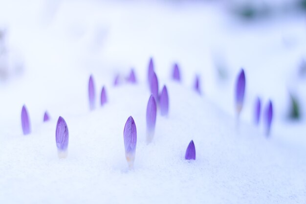 Fioletowe kwiaty i śnieg