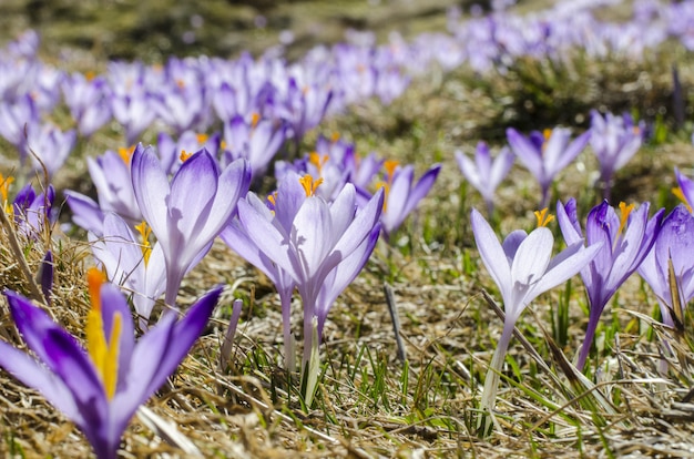 Bezpłatne zdjęcie fioletowe kwiaty na polu