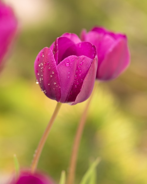 Fioletowe kwiaty tulipanów w polu
