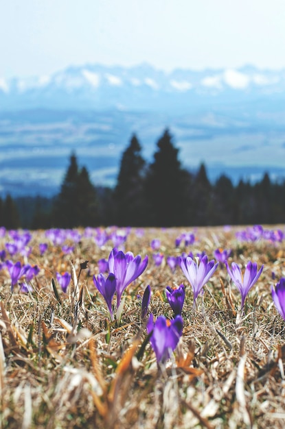fioletowe kwiaty w polu na montains