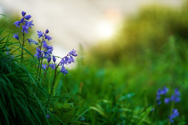 Fioletowe kwitnące rośliny w polu trawy