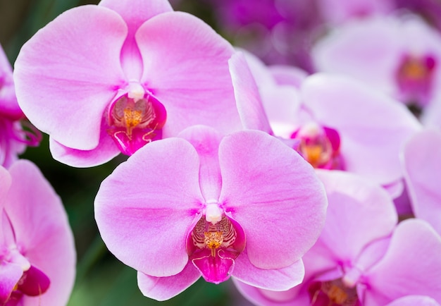 Fioletowy kwiat orchidei phalaenopsis