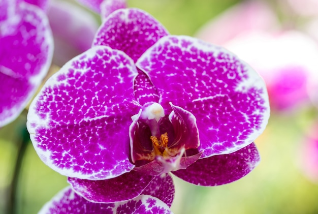 Fioletowy kwiat orchidei phalaenopsis